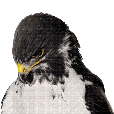 cuervo - PNG gratuit