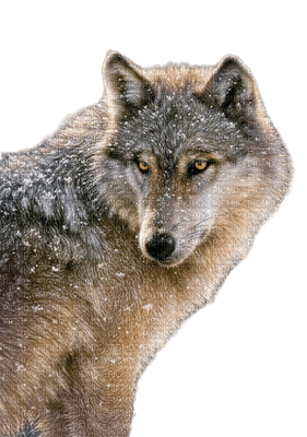 wolf wolves animal tube winter loup hiver - besplatni png