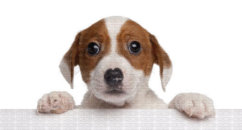 Cute Dog - Darmowy animowany GIF
