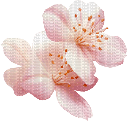 dolceluna pink spring flower deco scrap - png ฟรี