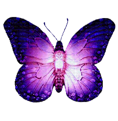 butterfly gif - GIF animasi gratis