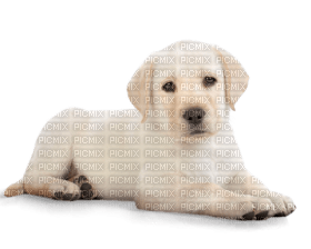 Kaz_Creations Dog Pup - gratis png