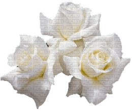chantalmi fleur rose blanche - png grátis
