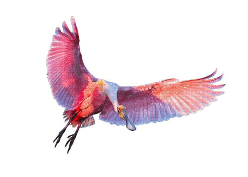 Розовый пеликан - zadarmo png