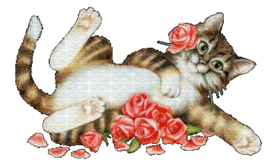 chat rose - GIF animado grátis