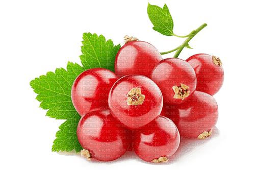 redcurrant Bb2 - 免费PNG