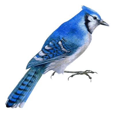 Kaz_Creations Birds Bird Blue - png gratuito