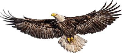 eagle 1 -Nitsa P - PNG gratuit