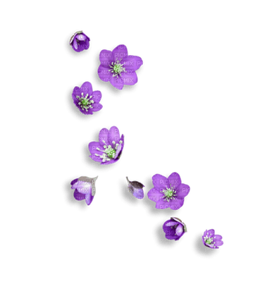 flowers two katrin - Free PNG