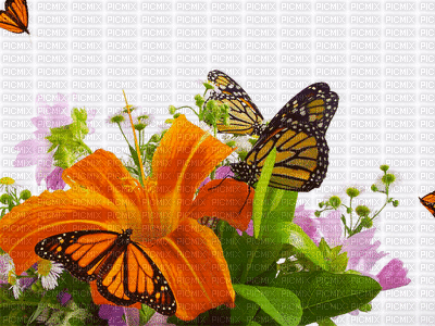 flores y mariposas - Бесплатни анимирани ГИФ