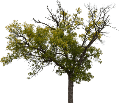 puu tree luonto nature - безплатен png