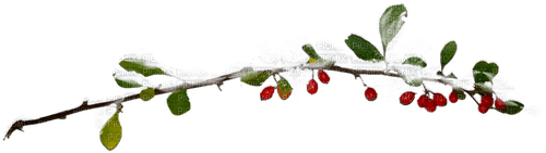 Branch.Berries.Snow.Brown.Green.Red.White - бесплатно png