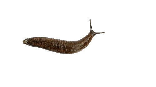 animated slug - 免费动画 GIF