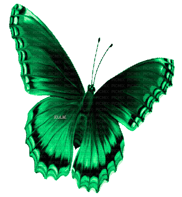 Y.A.M._Summer butterfly green - Бесплатни анимирани ГИФ