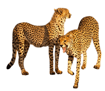 aze leopard marron Brown - PNG gratuit