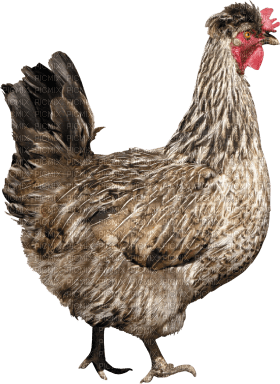 Kaz_Creations Chicken - png gratis