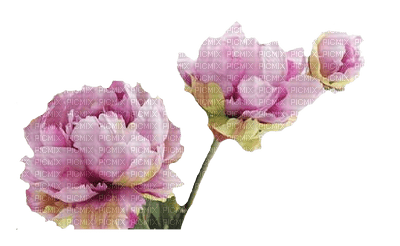 Flowers Peoneys - nemokama png