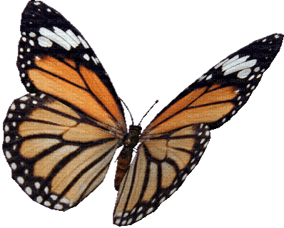 метелик - GIF animate gratis