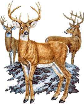 Kaz_Creations Deers - ingyenes png