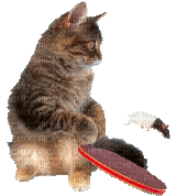 Cat Chat Playing with Mouse Animated - Gratis animerad GIF