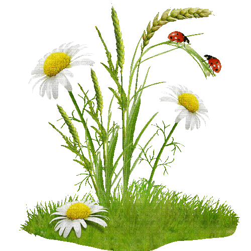 Frühling, Blumen, Käfer - Zdarma animovaný GIF