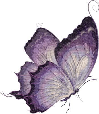farfalle - besplatni png