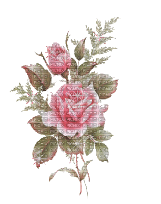 цветы - Бесплатный анимированный гифка