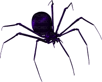 spider - 無料png