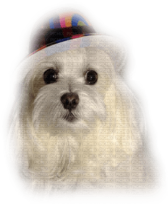 patymirabelle chien - 無料png