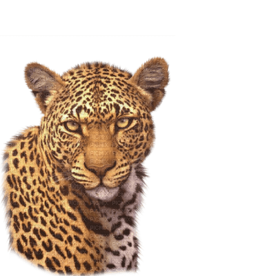 leopard bp - png grátis