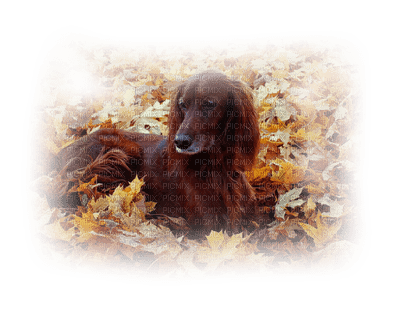 Kaz_Creations Dogs Dog Pup 🐶 Autumn - PNG gratuit