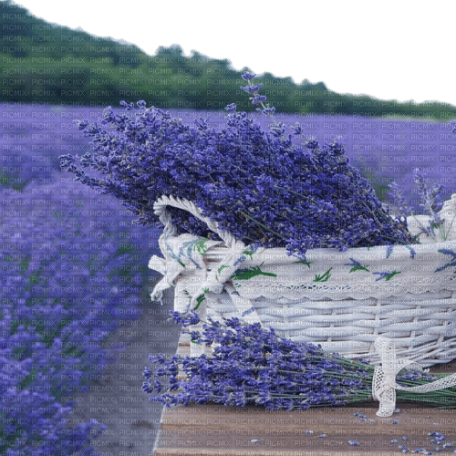 lavender lavendel lavande flower - png ฟรี
