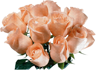 patymirabelle fleurs rose - besplatni png