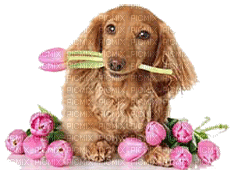 Kaz_Creations Dog Pup Dogs Flowers Deco - PNG gratuit