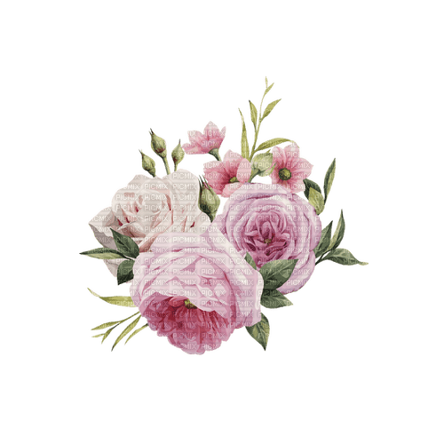 pink roses - darmowe png