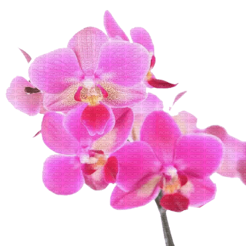 orchidee milla1959 - bezmaksas png