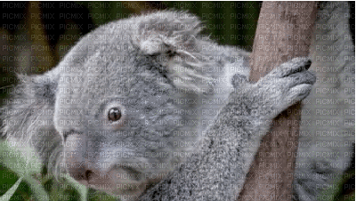 Australia animals koala bp - Bezmaksas animēts GIF