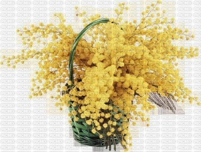 chantalmi fleur mimosa - zadarmo png