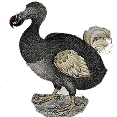 Dodo - Free PNG