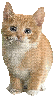 cat gif - Бесплатный анимированный гифка