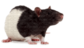 Kaz_Creations Rat Mouse - ilmainen png