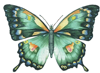 chantalmi papillon butterfly green vert - GIF animé gratuit