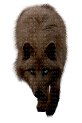 Loup Marron Yeux Bleus Loup Marron Sauvage Animal Picmix