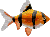 poisson - 無料のアニメーション GIF