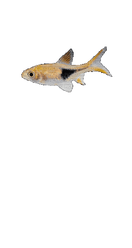 Рыба - 免费动画 GIF