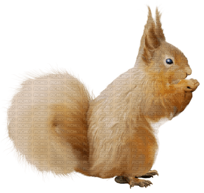squirrel katrin - 免费PNG