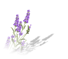 lavender fleur