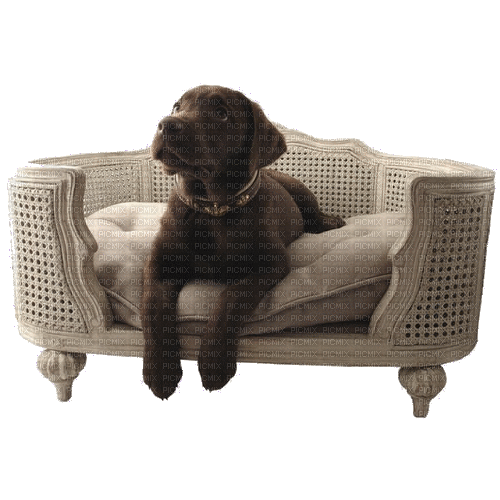 dolceluna brown dog chair - Gratis animeret GIF