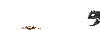 Wiewiórka - Bezmaksas animēts GIF