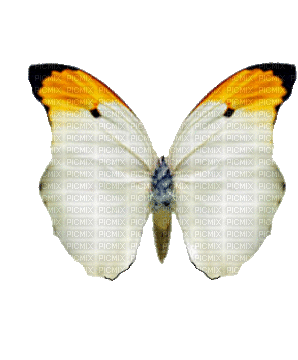 Butterfly White Yellow N Black - Ingyenes animált GIF